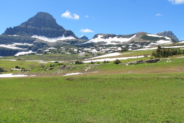 Field above Logan Pass VC