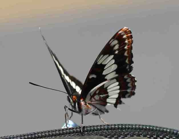 IMG_1832 low res