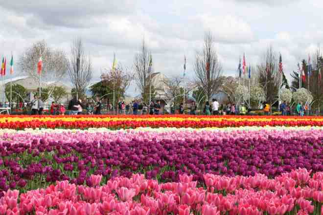 Tulip Fields