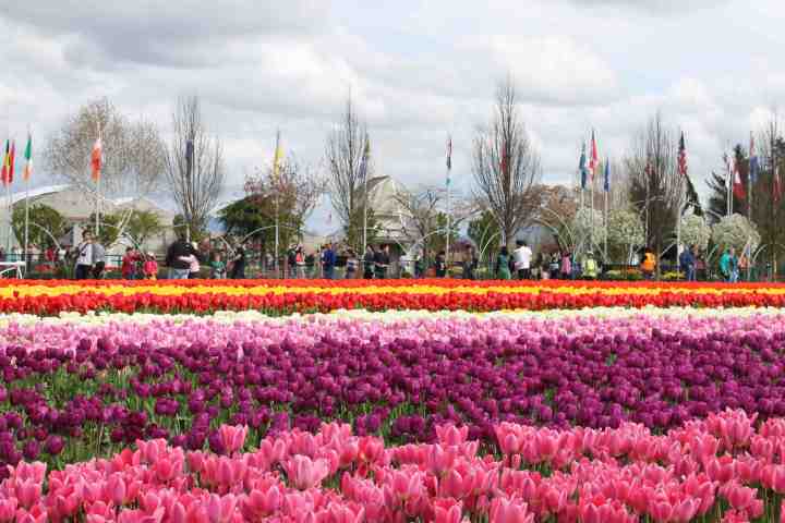 Tulip Fields