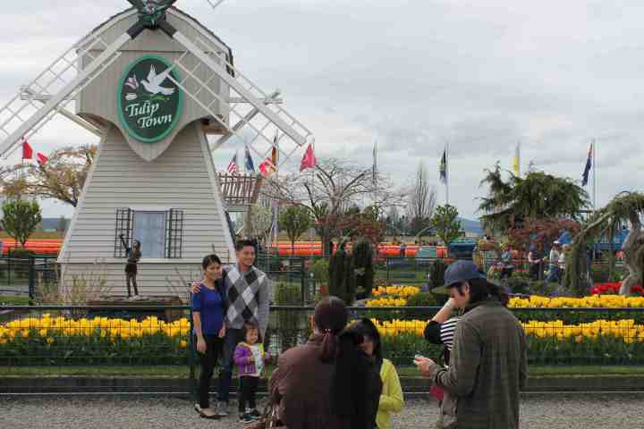 Tulip Town