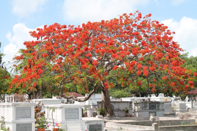 Key West Cemetery