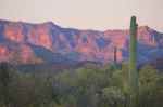Organ Pipe Cactus Natl Monument