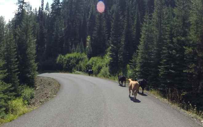 Cattle along the road