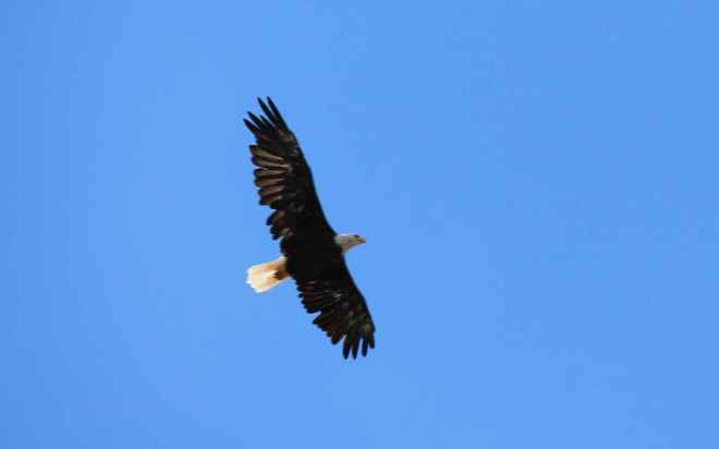 Local resident of McLeese Lake