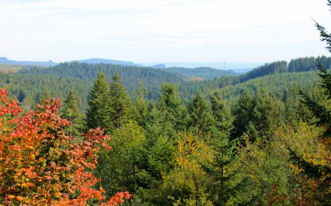 Clatsop State Forest, OR